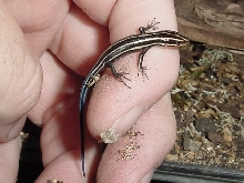 5 line in hand