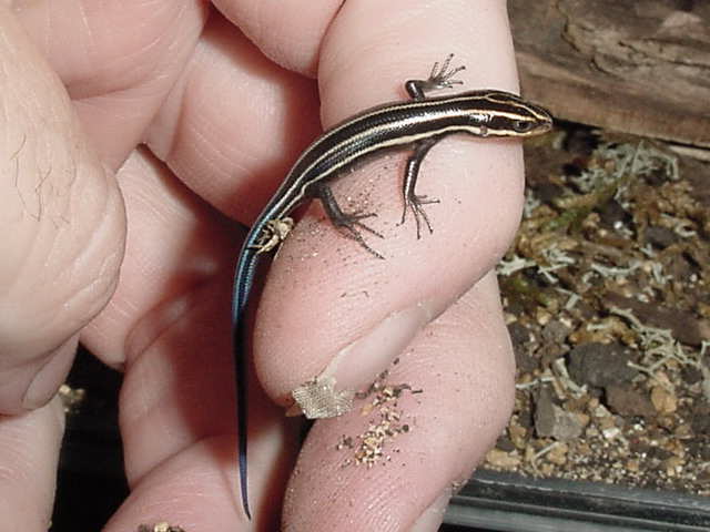 5 line in hand