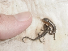 newborn ground skinks