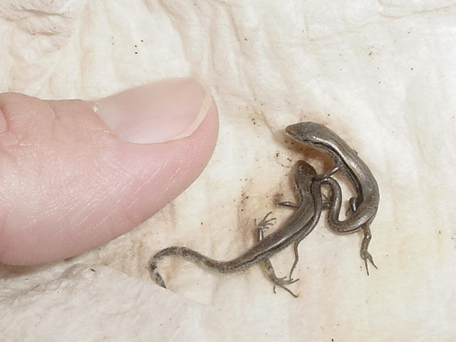 newborn ground skinks