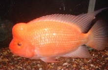 12" male midas
