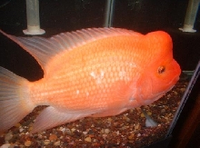 12" male midas