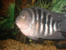 male Midas cichlids