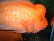 Midas male