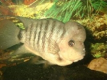 Male Spilurus