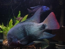 BB and African cichlid