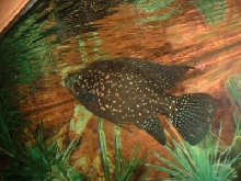bleekeri male