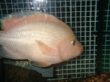 7" TL female Midas