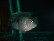7" TL stripe Midas female