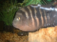 stripe midas female