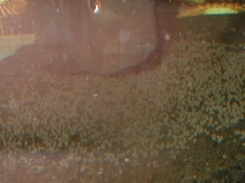 stripe midas female with eggs
