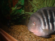 stripe midas male