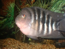stripe midas male