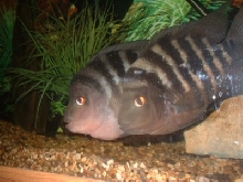 stripe midas pair
