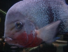12"   Male Blackbelt cichlid aka Vieja Maculicauda