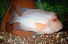white male midas
