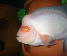 white male midas