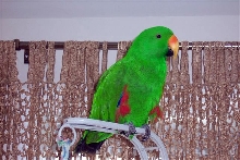 Eclectus Parrot