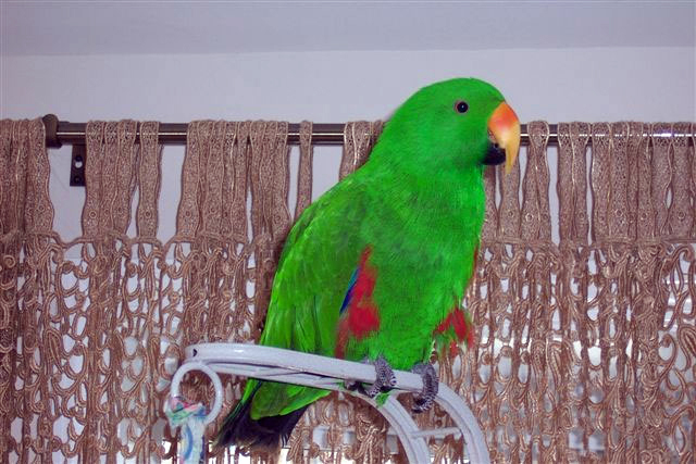 Eclectus Parrot