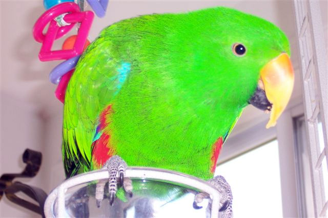 eclectus