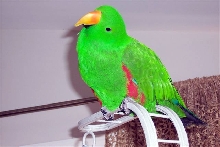 Denny