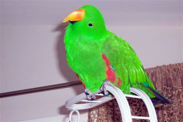 Denny