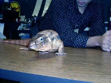 Latte my red tegu