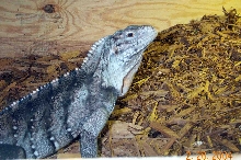 cuban iguana
