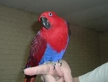 Scarlet