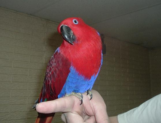Scarlet