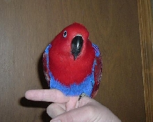 Scarlet