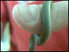 snake I found