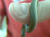 snake I found