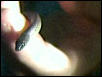 Snake I found