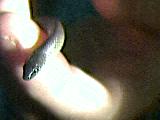 Snake I found