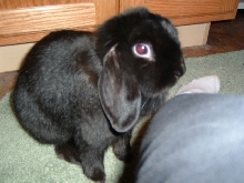Sammy