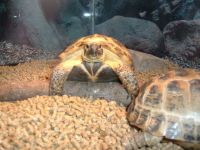 Shelly