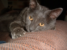 Victor