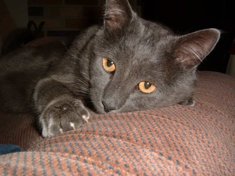 Victor