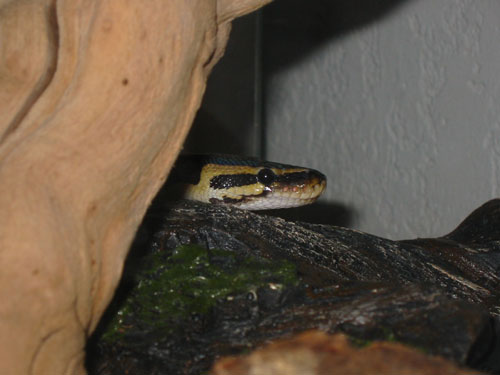 peek a boo
