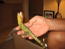 caimen lizards