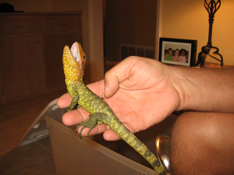 caimen lizards
