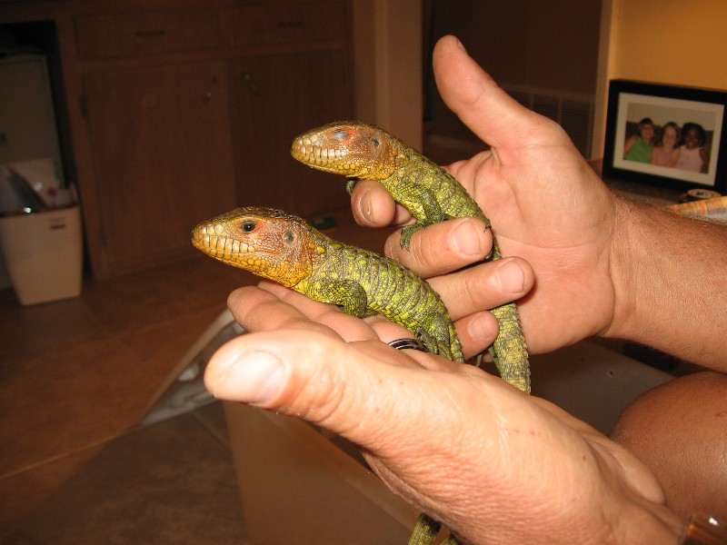 caimen lizards
