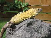 Male pectinata