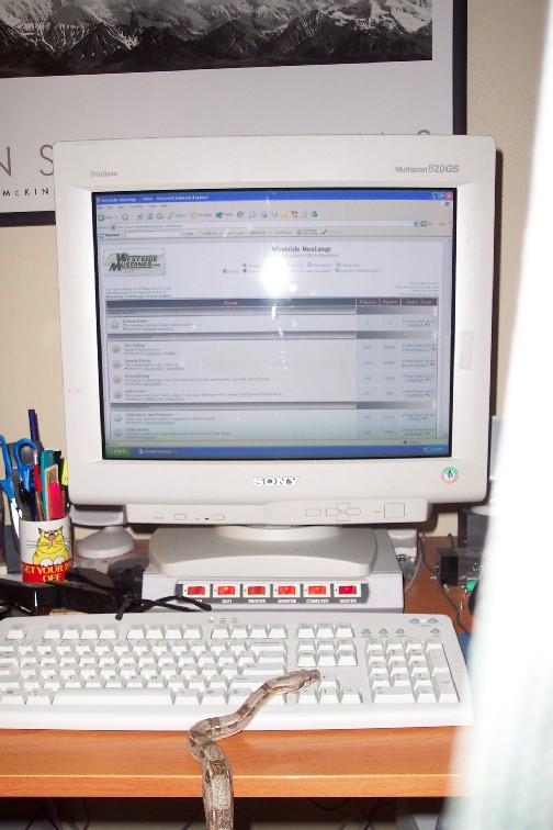 Surfin the net