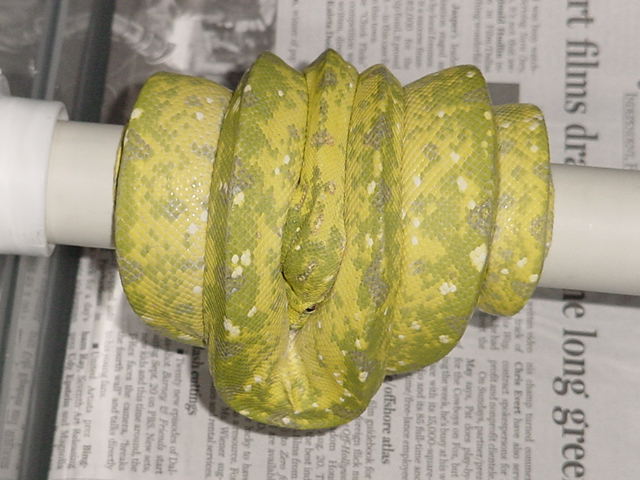 gtp