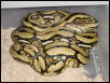 Tiger Het Type 2 Albino