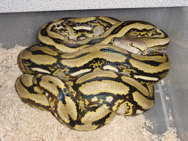 Tiger Het Type 2 Albino