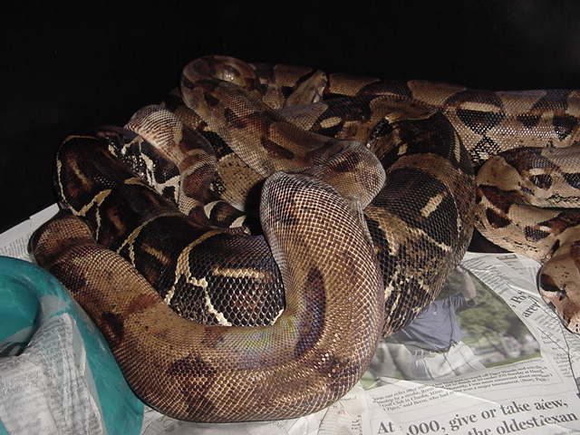 Hardy Orange Tail