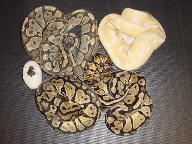Bunch o' Balls